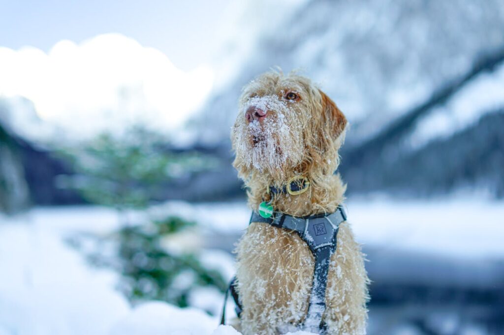 irish wolfhound