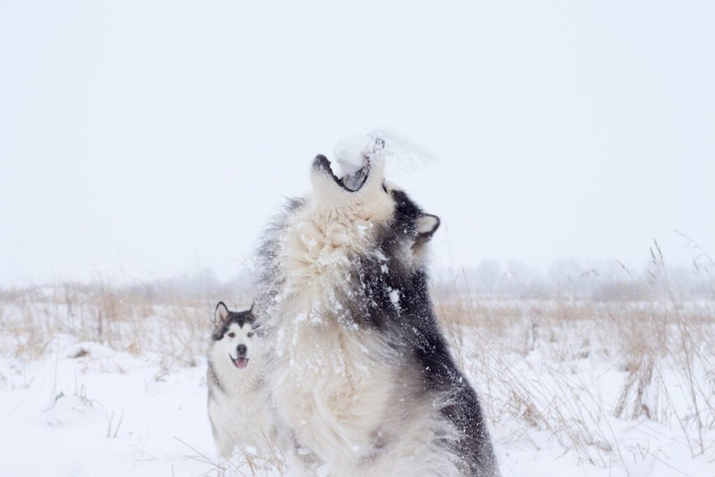 husky howling