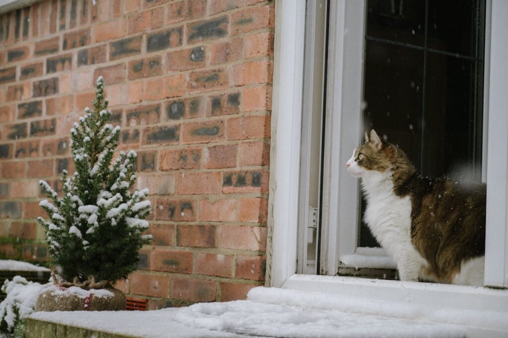 cat window