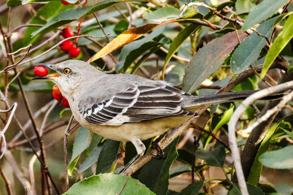 northern mockingbird