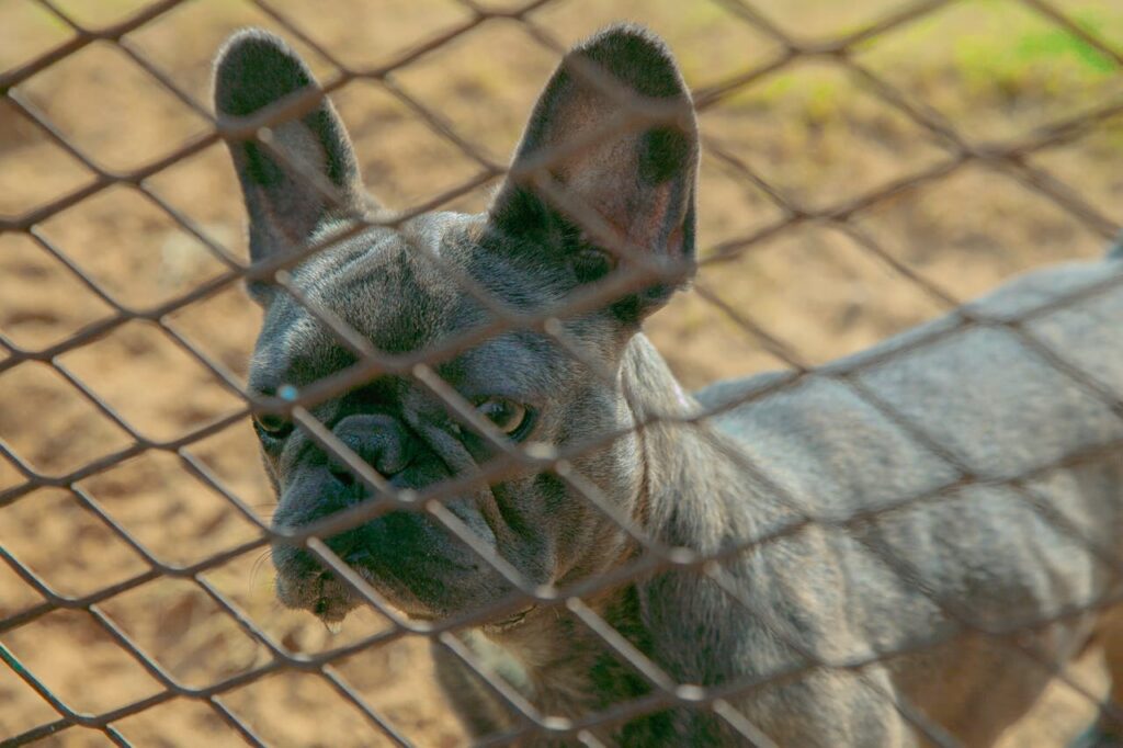 12 Worst Dog Breeds If You Are Looking for a Guard Dog (and 6 Best Ones)