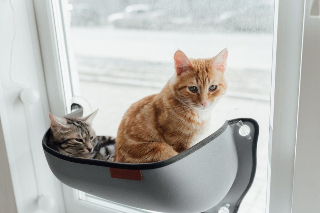 brown tabby