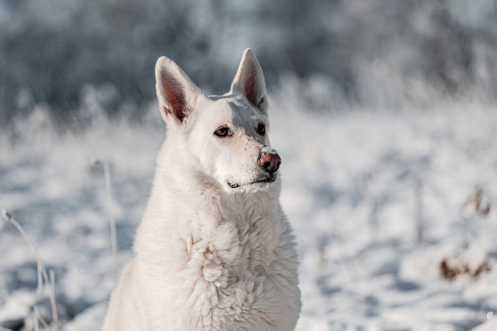Swiss Shepherd dog
