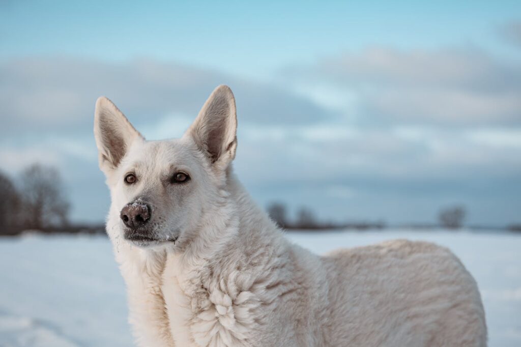 Swiss Shepherd dog
