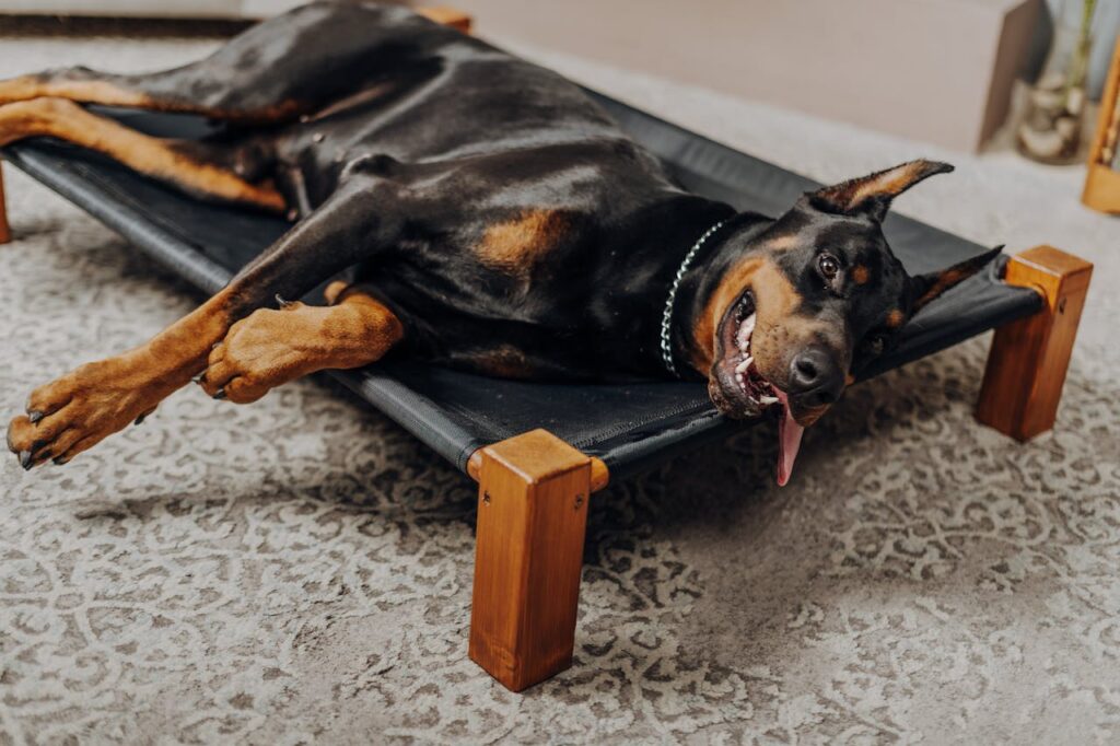 doberman