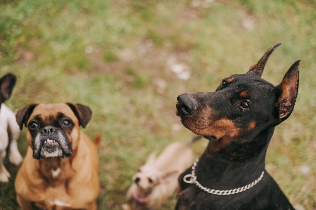 doberman
