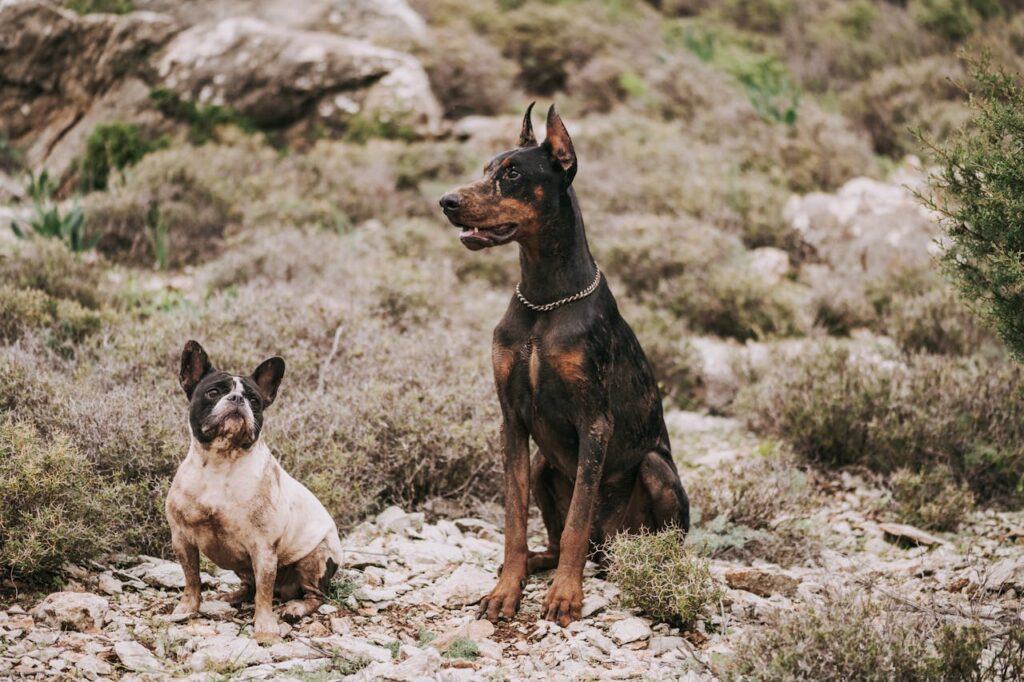 doberman