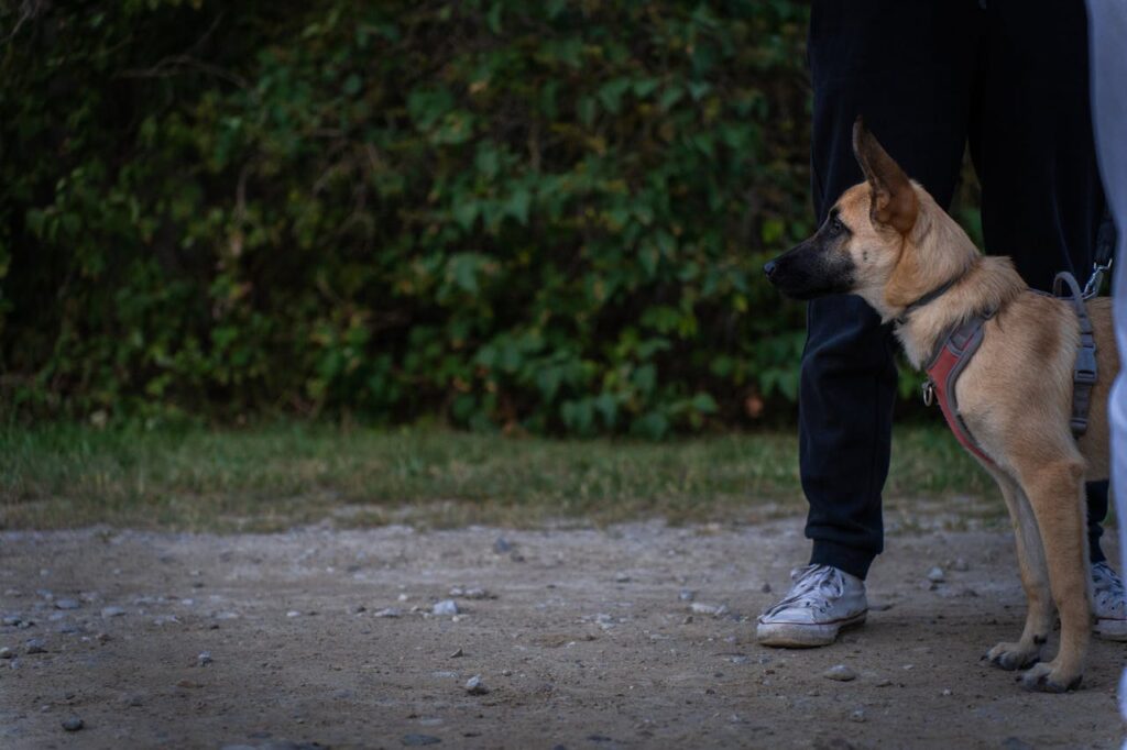Dog Heel Command