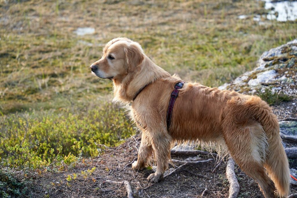 Golden Retriever in summer