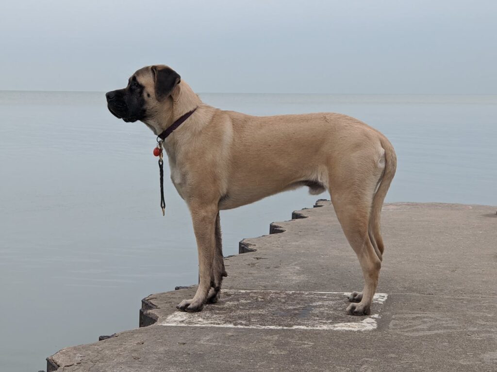 mastiff
