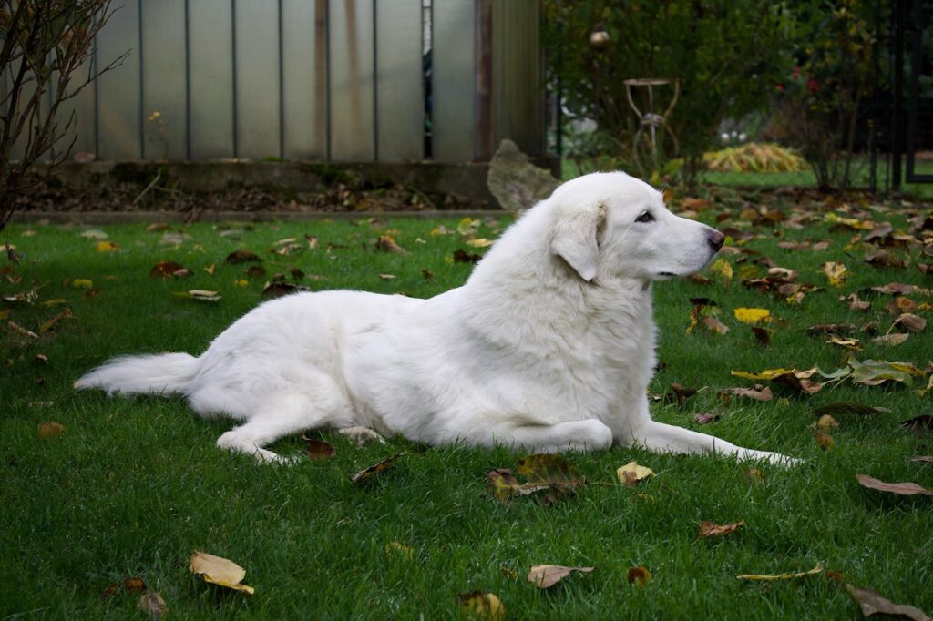 great-pyrenees-dog-resting-on-green-lawn-
