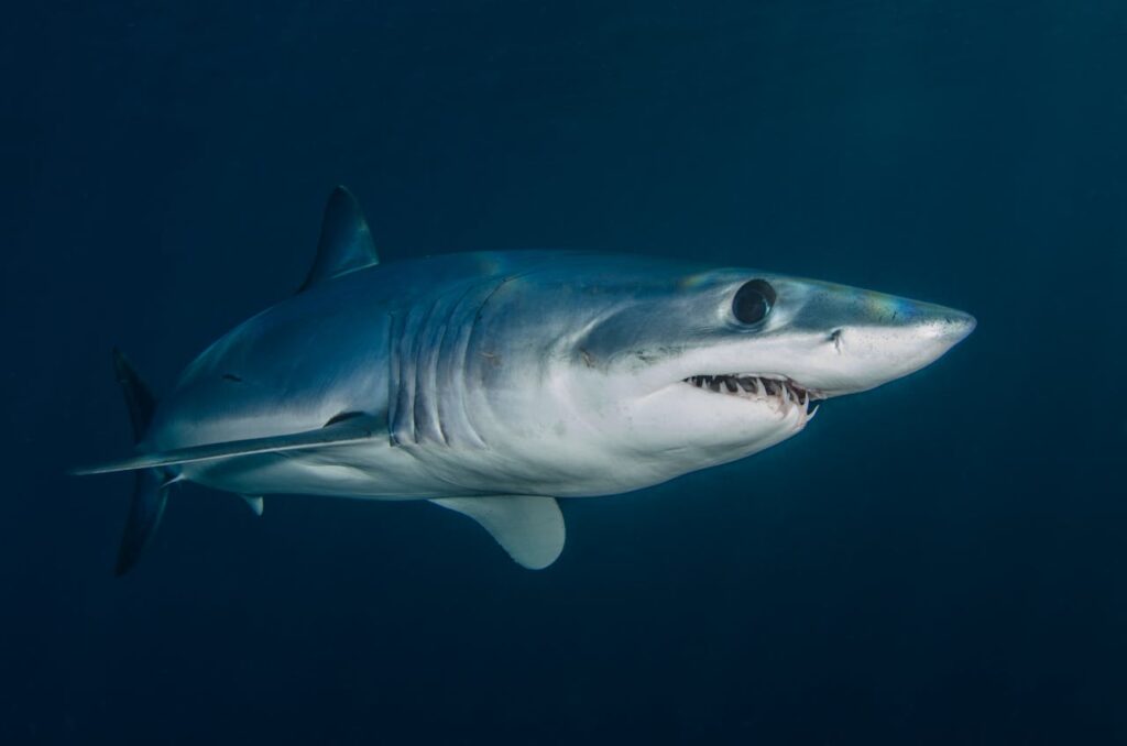 Shortfin Mako Shark