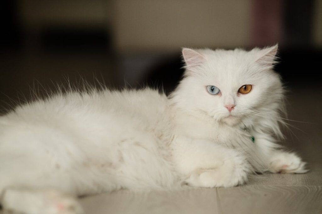 white cat