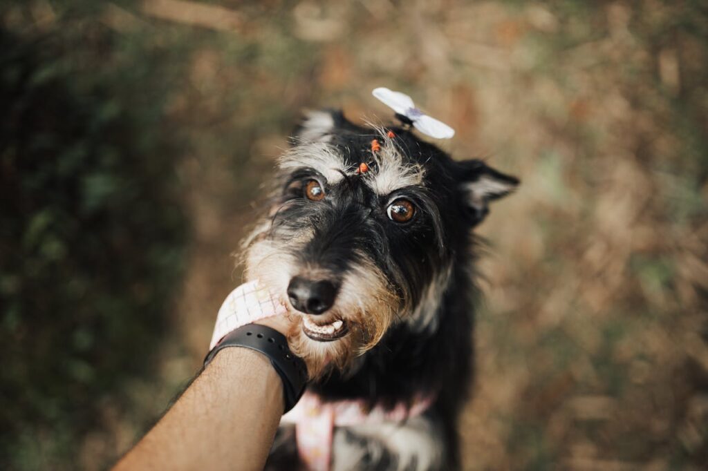 dog watch me command