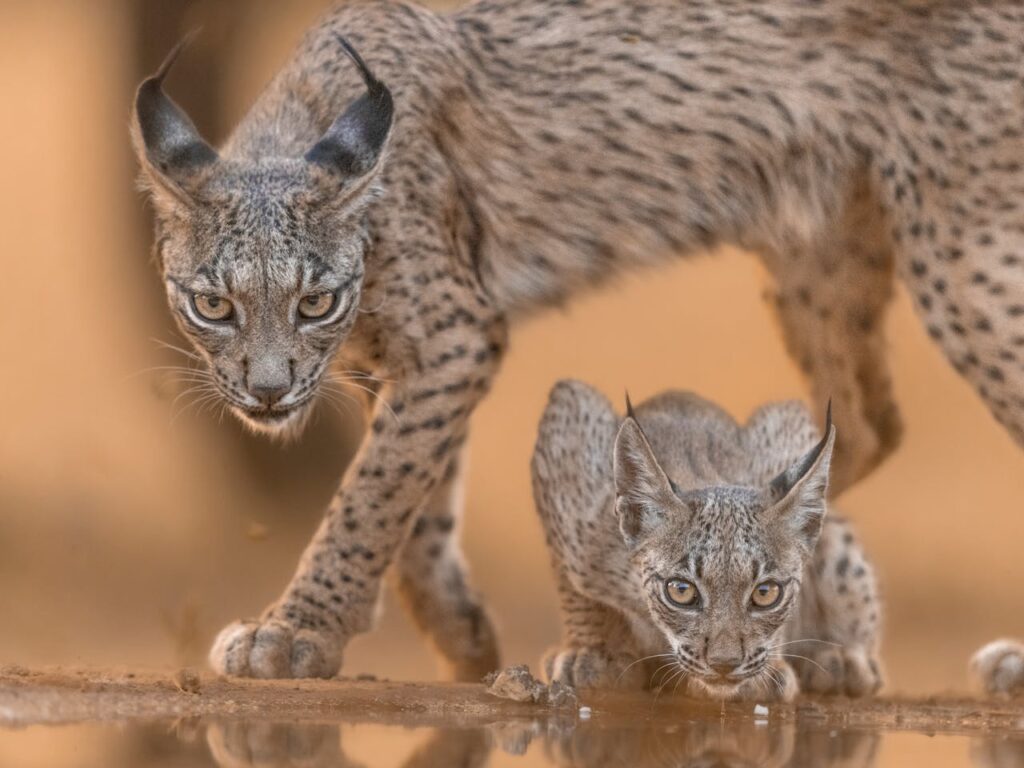 iberian-lynx