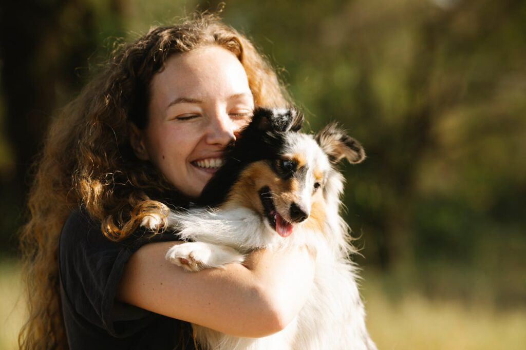 shetland sheepdog