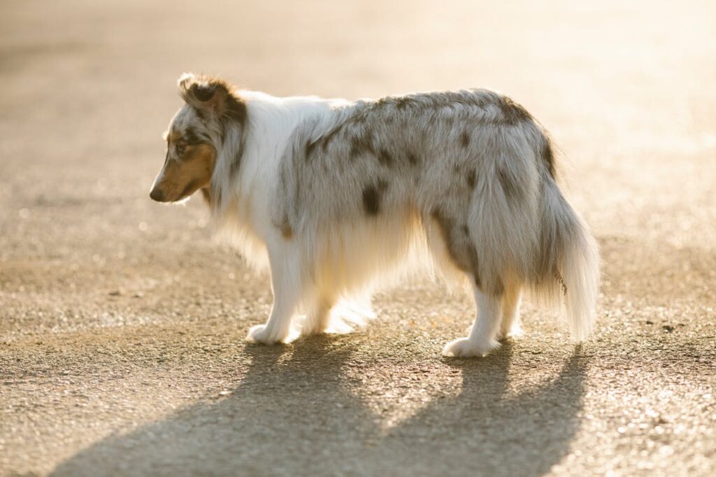 shetland sheepdog