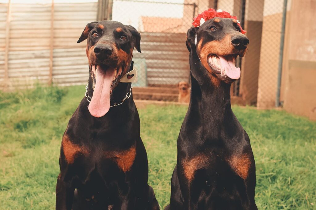 doberman
