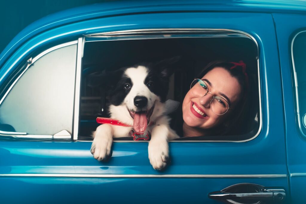 Border Collie In Car