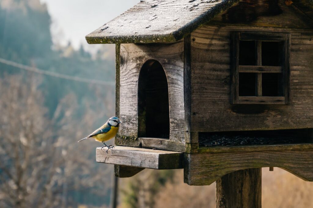 12 Simple Ways to Attract More Birds to Your Backyard (Without the Responsibility of Owning One)
