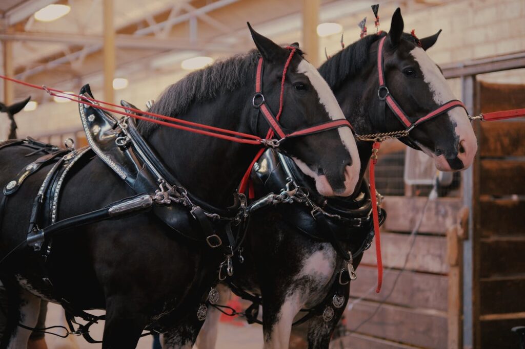 Clydesdale