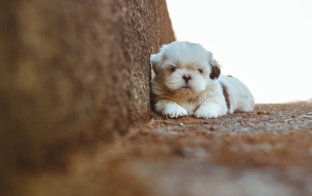 shih tzu