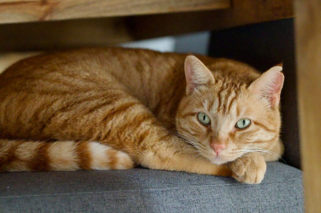 orange cat curled up 