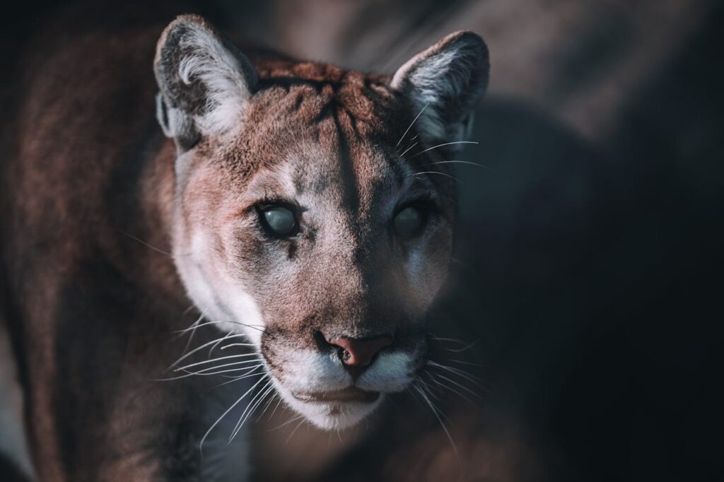 cougar