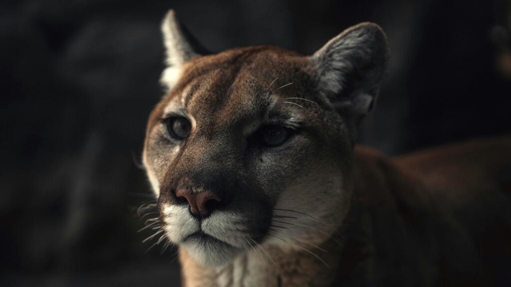 Mountain lion