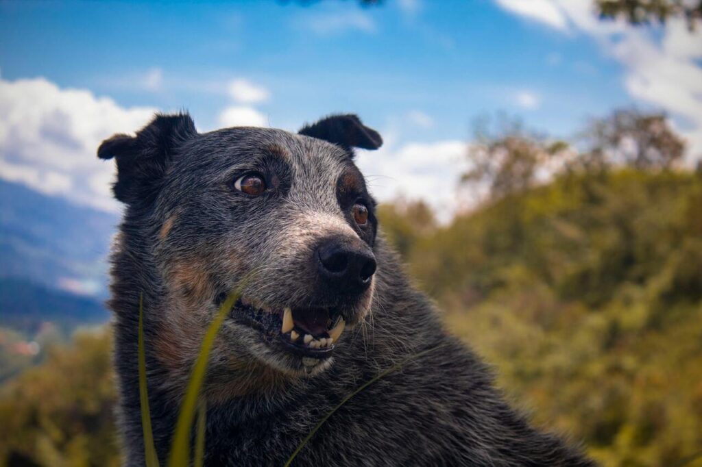 Australian cattle dog