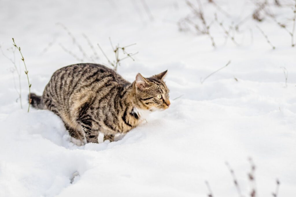 tabby cat