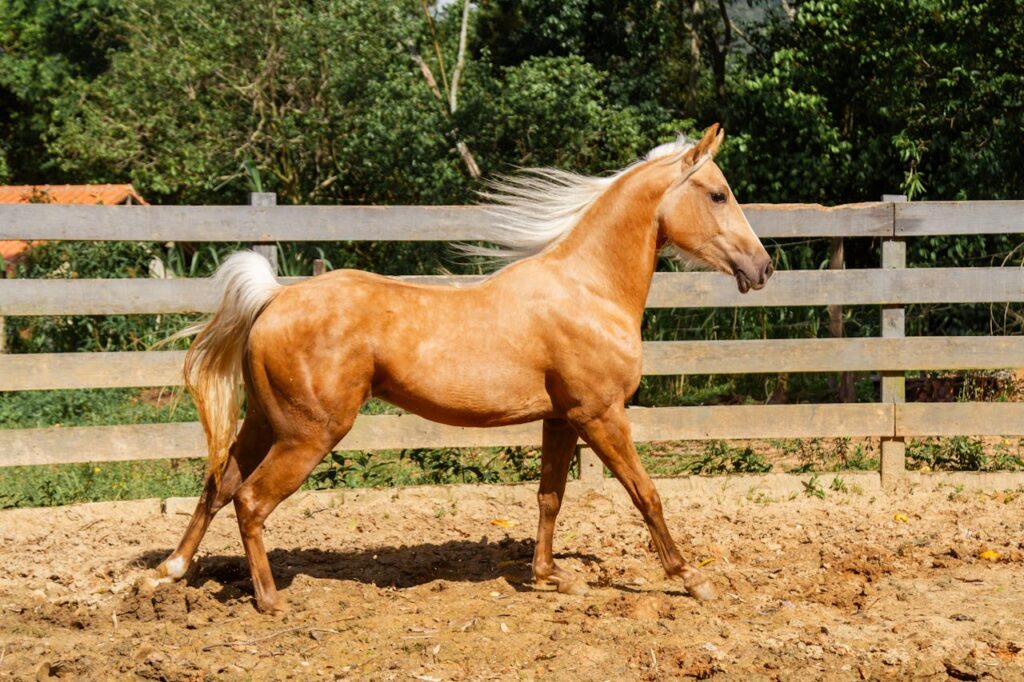 elegant-palomino-horse-in-brazilian-ranch