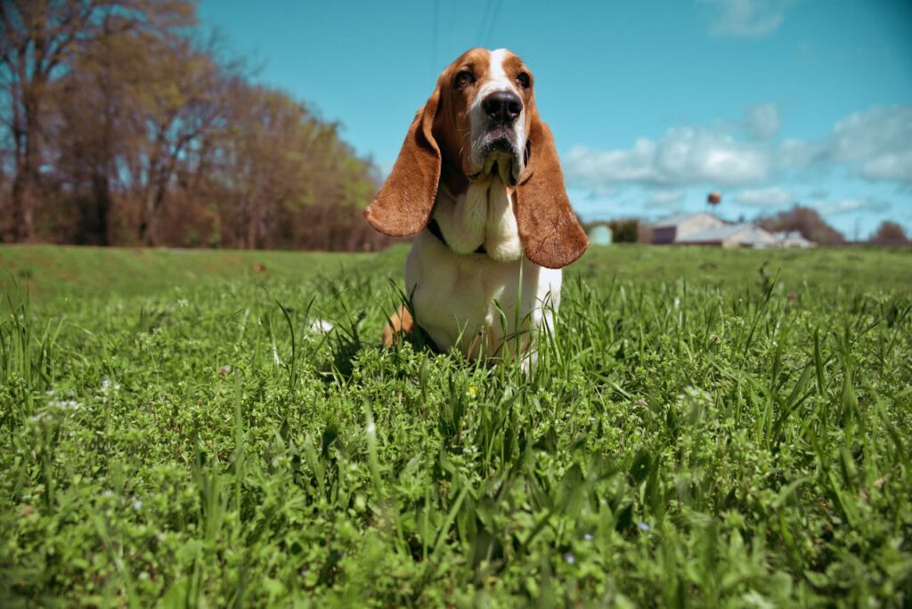 basset hound