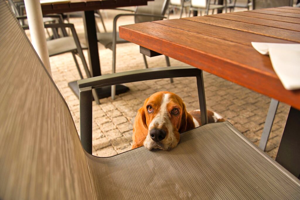 basset hound