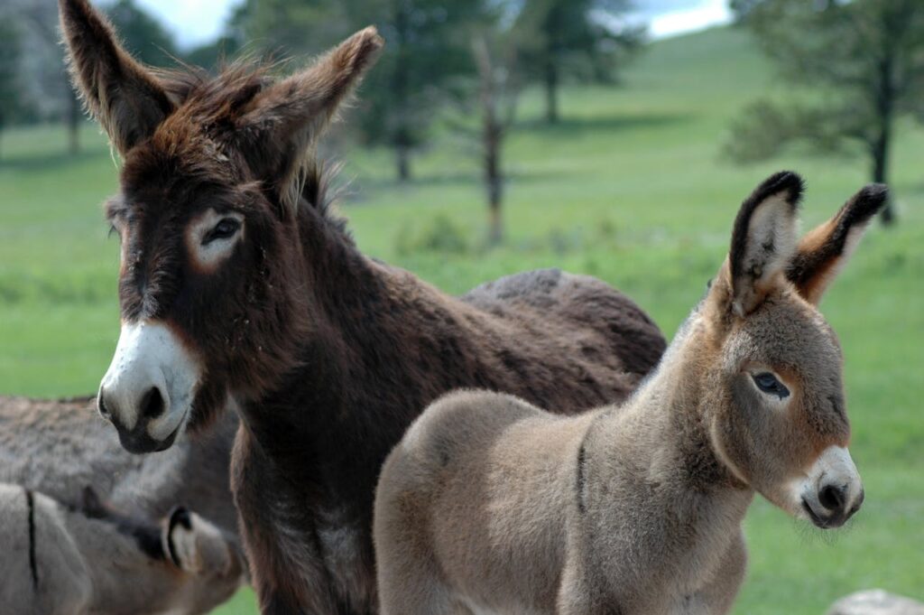 donkey