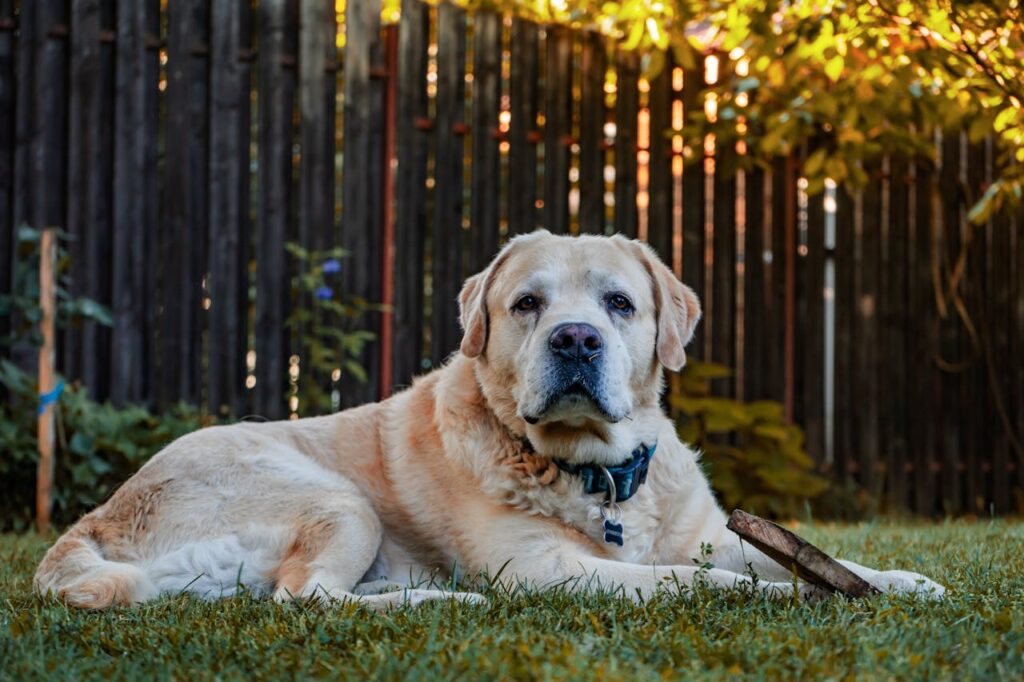 dog