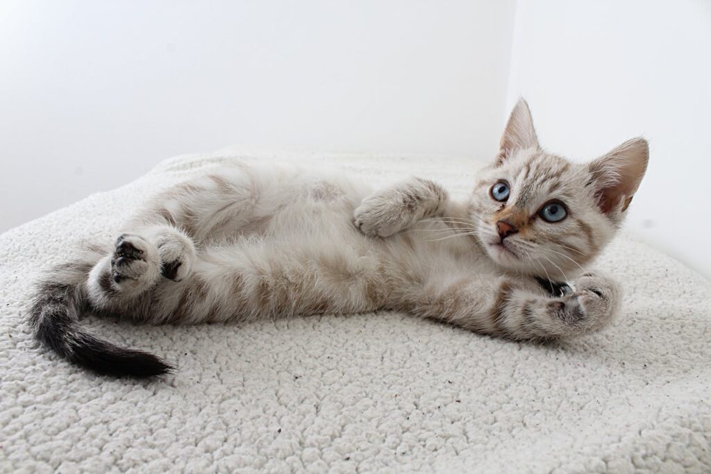 ticked tabby