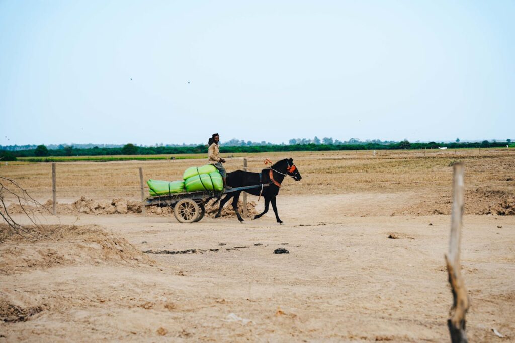 Horse role in agriculture