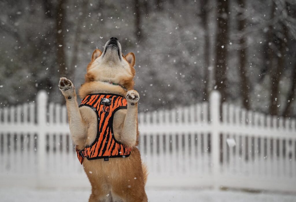 shiba inu