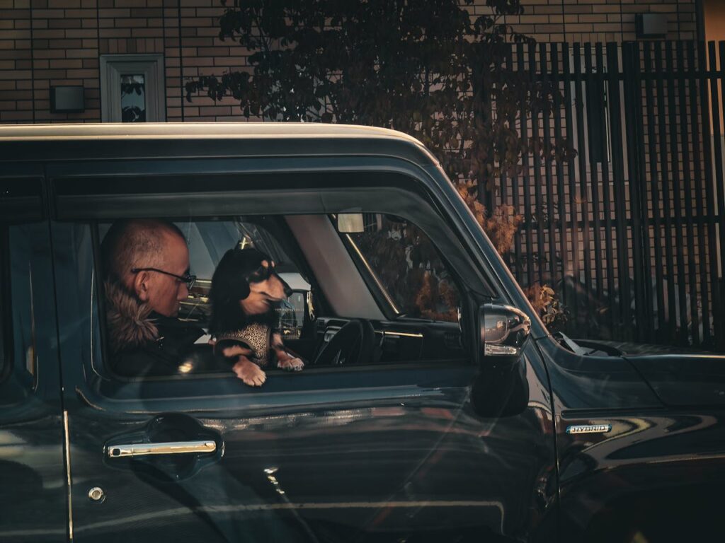 Dachshund in car