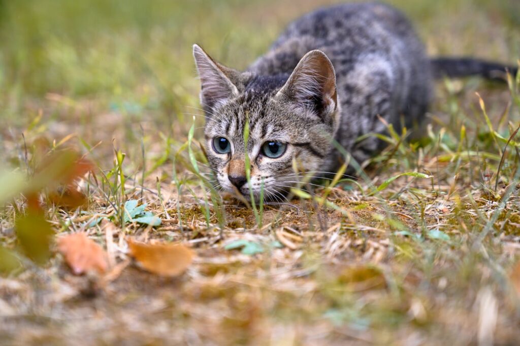 cat