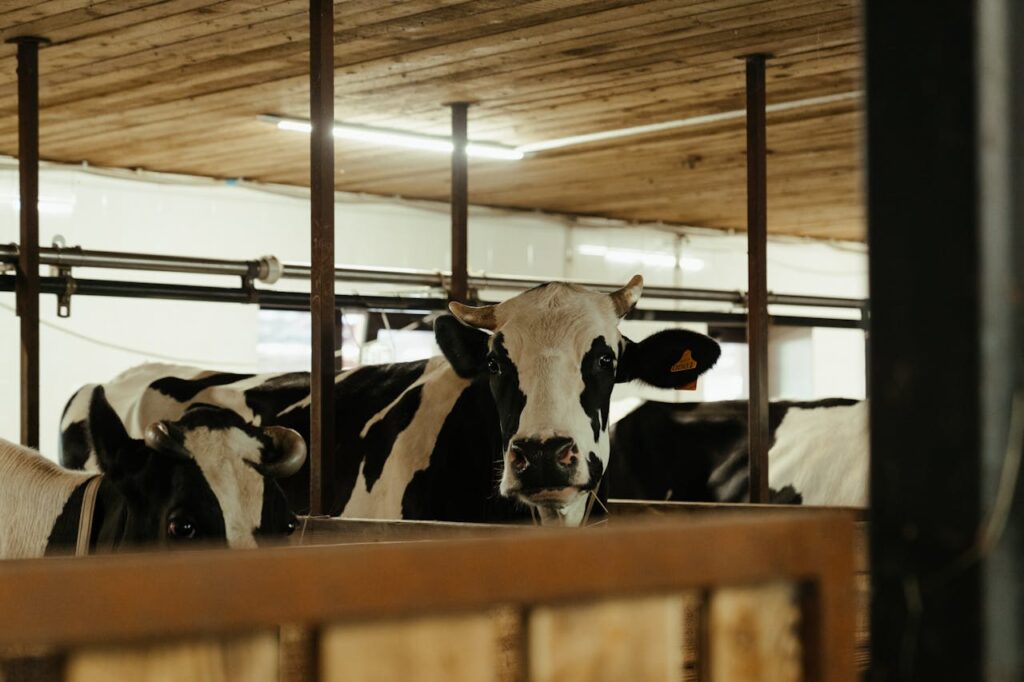 Holstein Cow