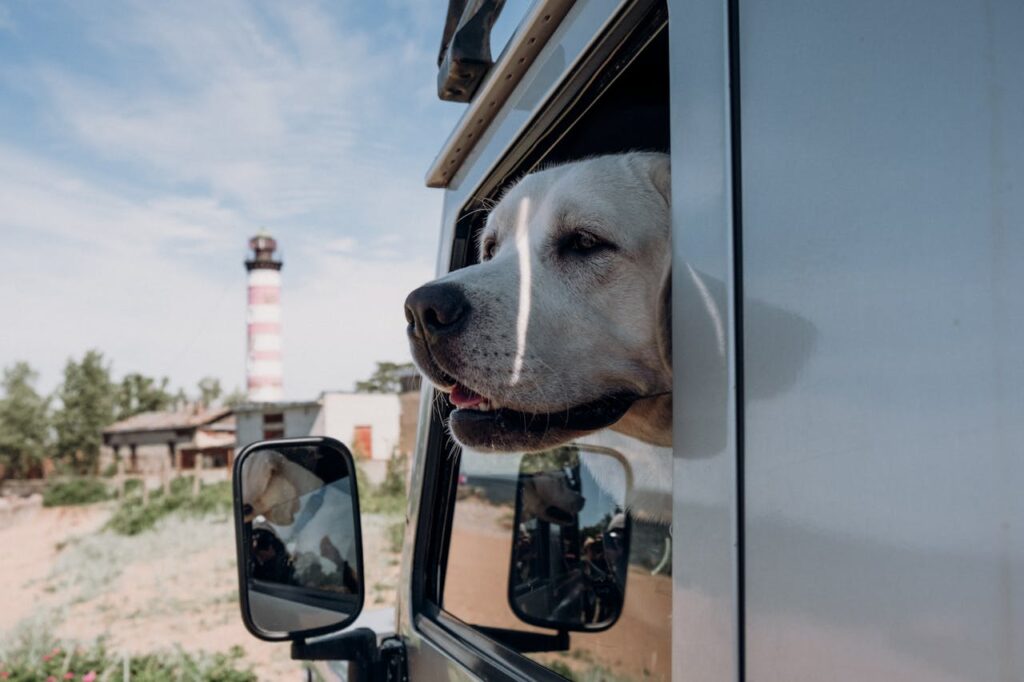 12 Dog Breeds That Need Extra Care During Car Trips