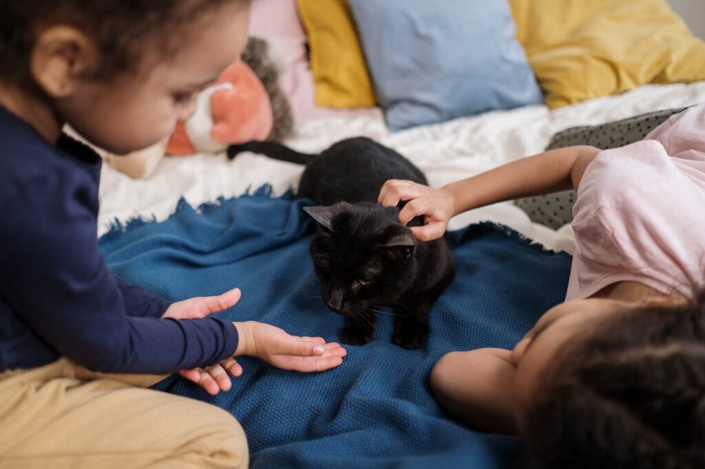 cat