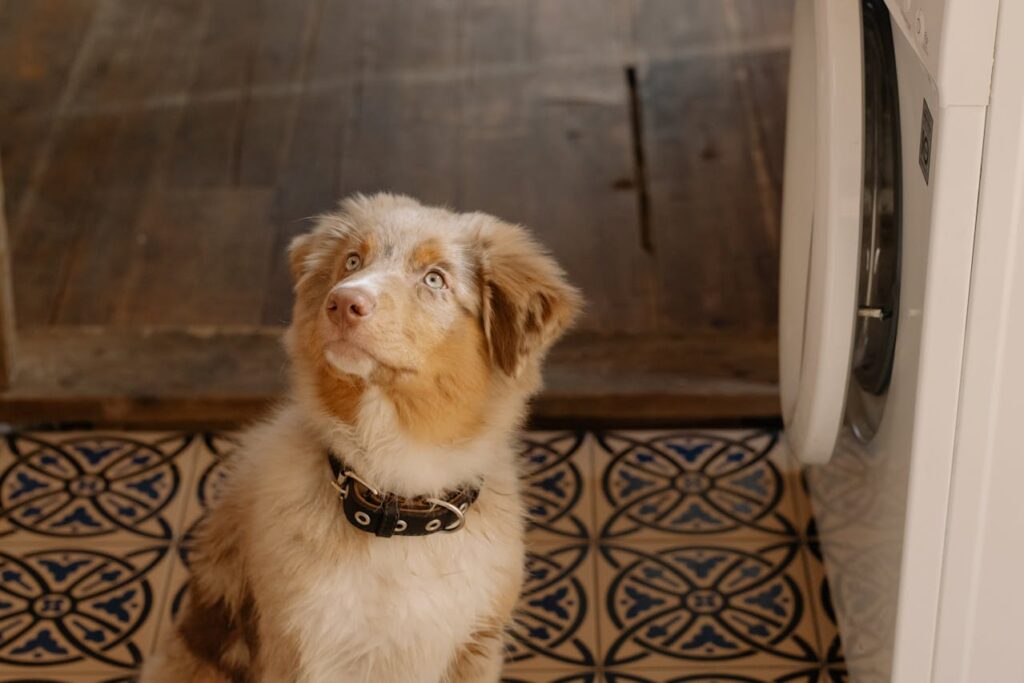 australian-shepherd-with-a-collar