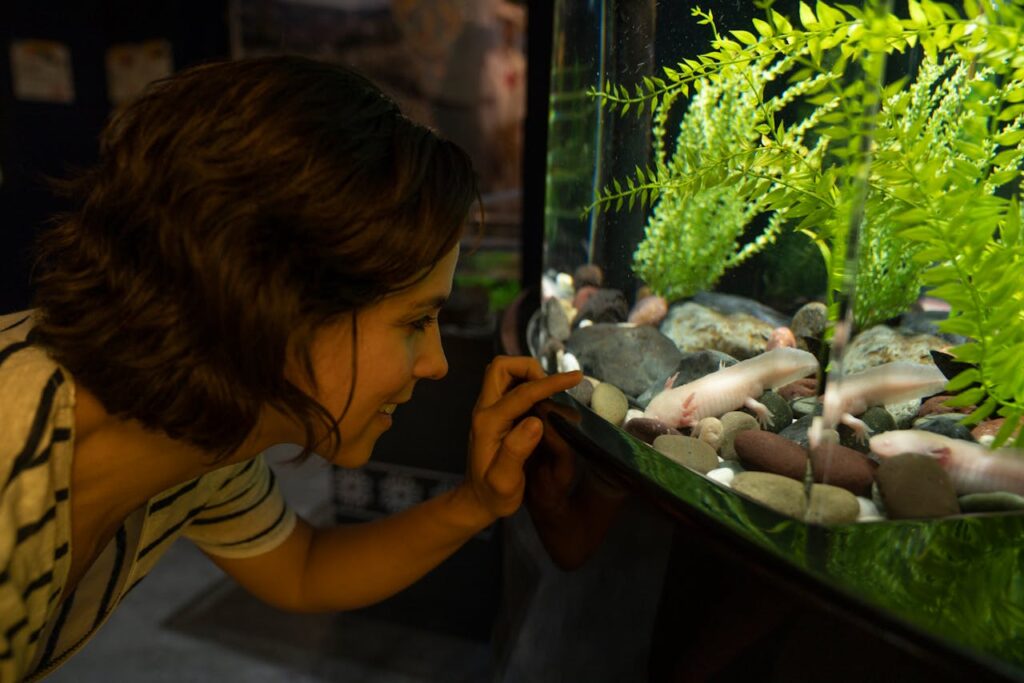 axolotl