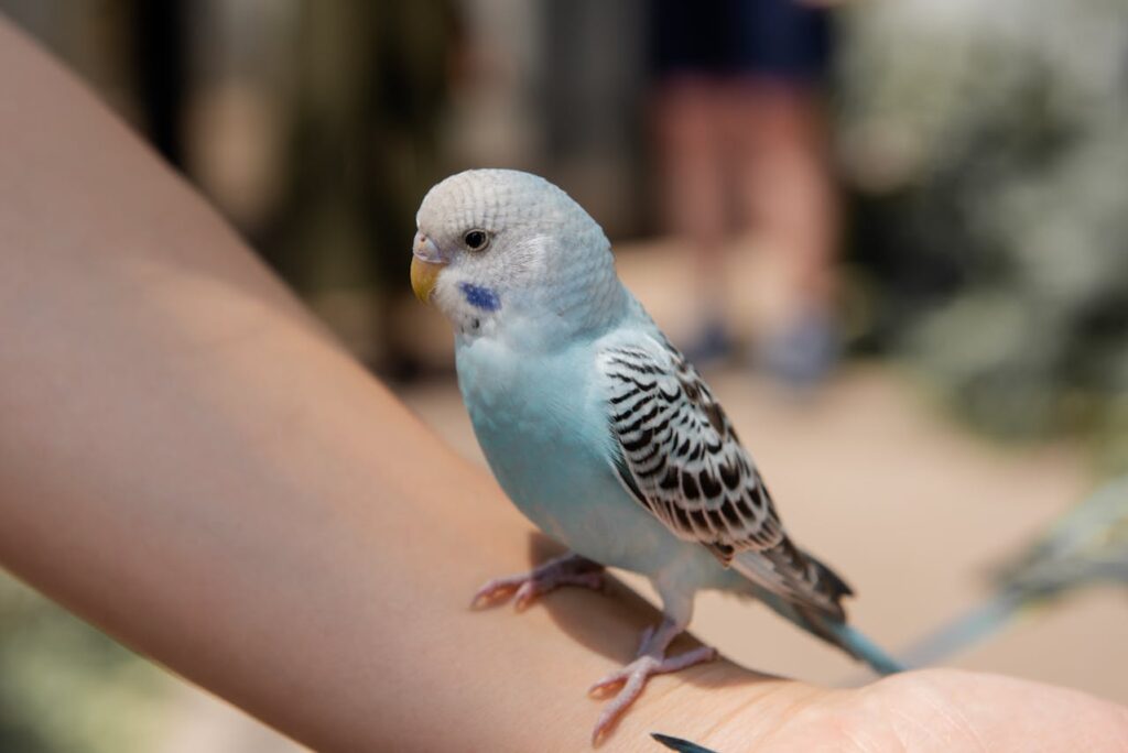Bird Care
