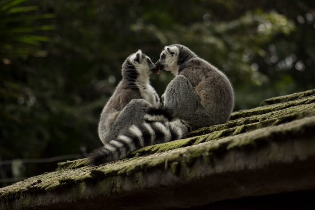 ring tailed lemur