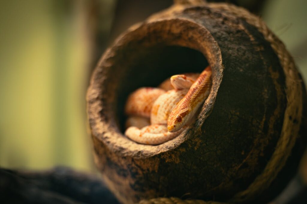 corn snake