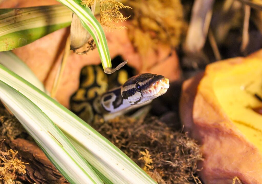 Ball Python